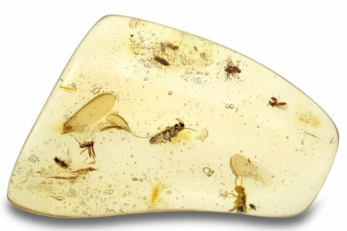 Polished Colombian Copal ( g) - Contains Insects! #264350